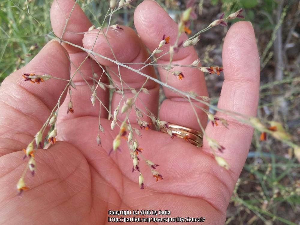 Photo of Switchgrass (Panicum virgatum) uploaded by Zencat