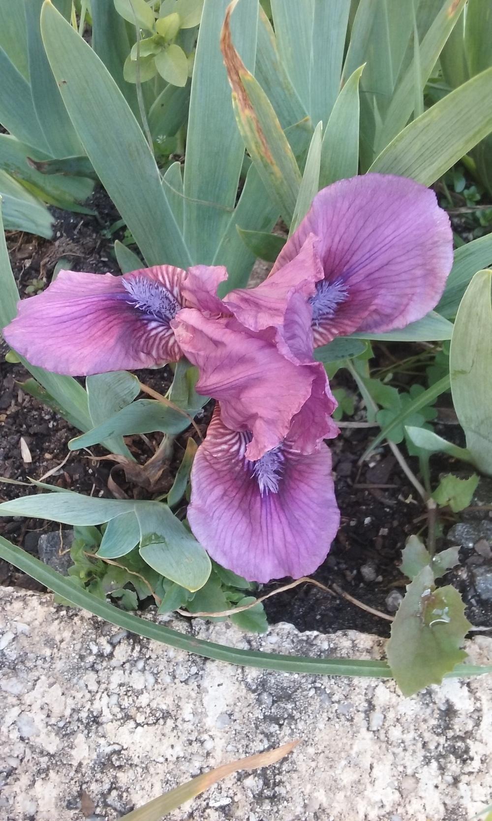 Photo of Standard Dwarf Bearded Iris (Iris 'Little Vamp') uploaded by gwhizz