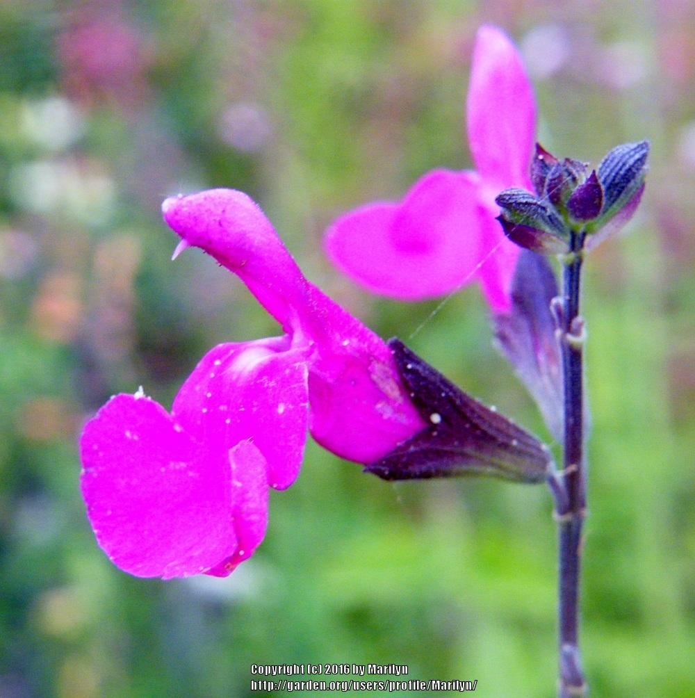 Photo of Autumn Sage (Salvia 'Orchid Glow') uploaded by Marilyn
