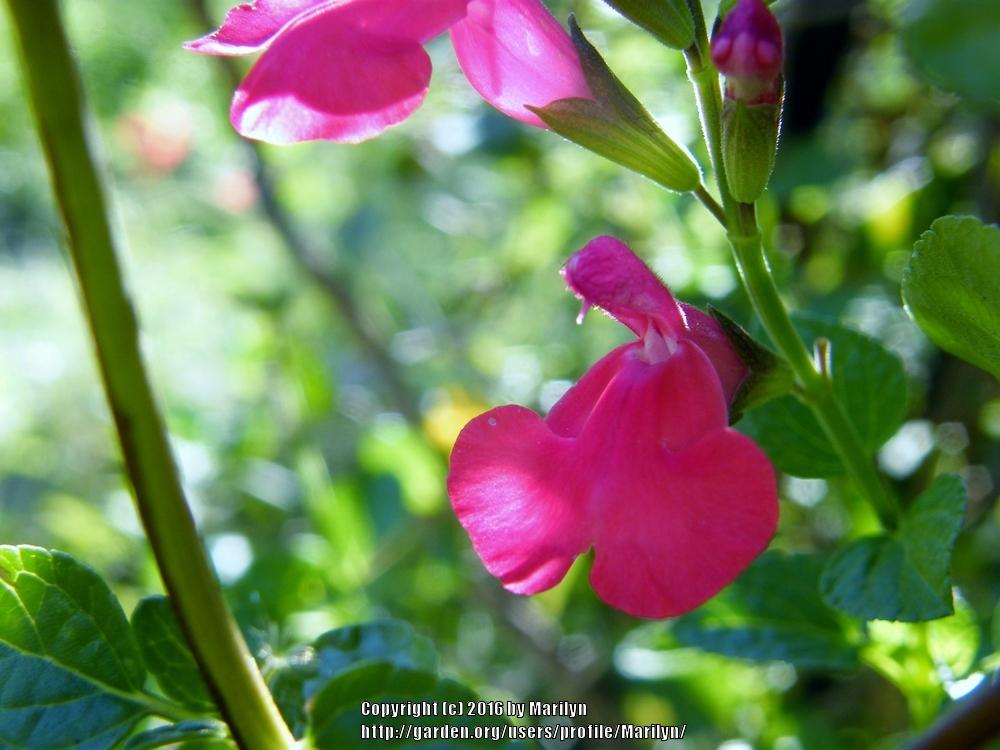 Photo of Sage (Salvia 'Majestic Pink') uploaded by Marilyn