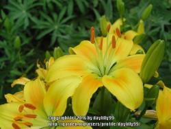Thumb of 2016-09-28/daylilly99/1a160a