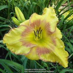 Thumb of 2016-09-28/daylilly99/5bb99d