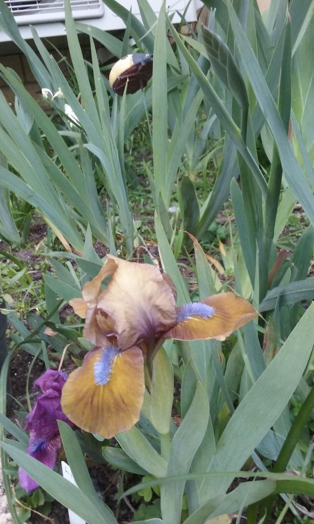 Photo of Standard Dwarf Bearded Iris (Iris 'Gingerbread Man') uploaded by gwhizz