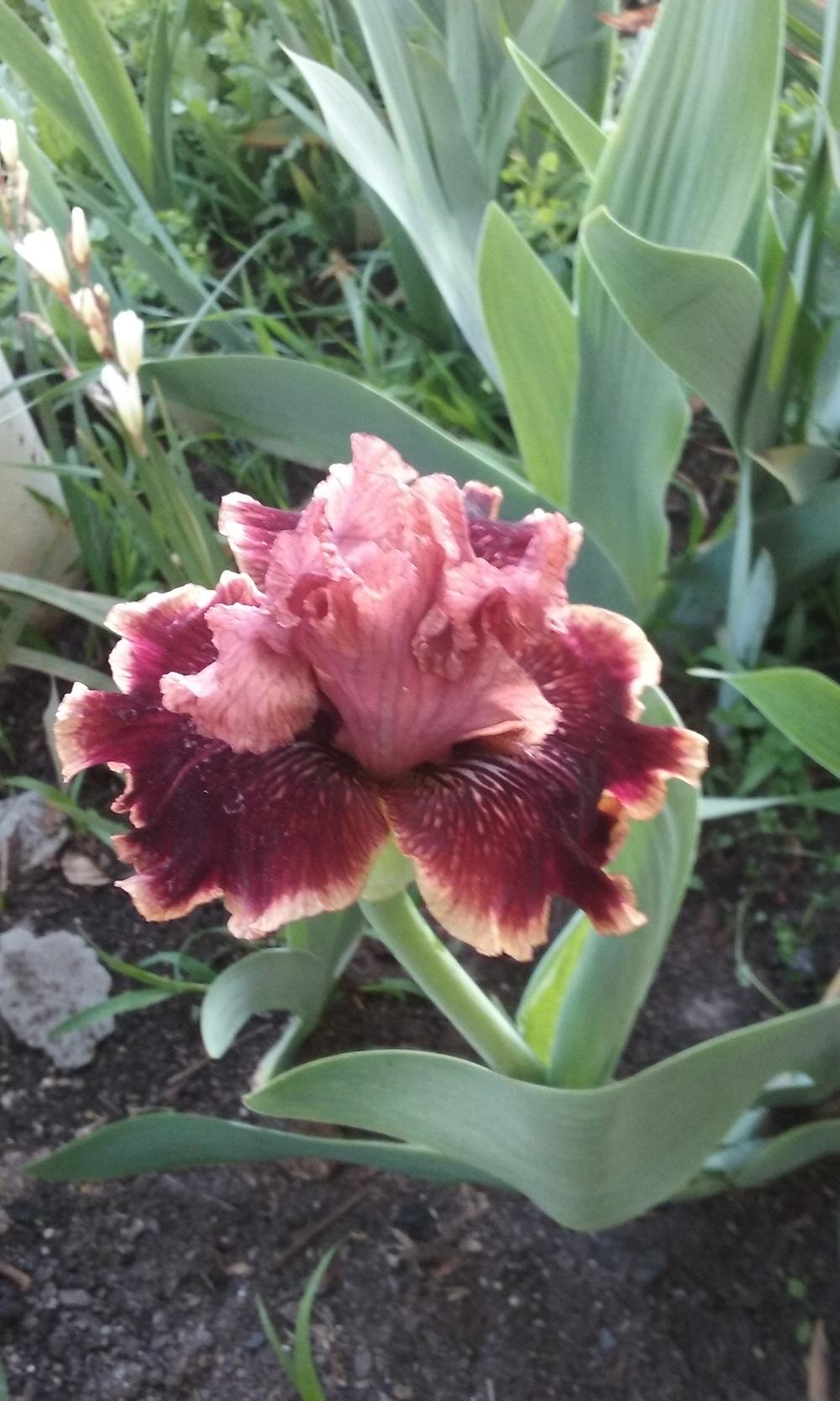 Photo of Intermediate Bearded Iris (Iris 'Uptown Fashion') uploaded by gwhizz