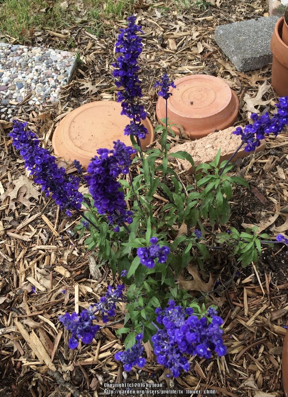 Photo of Mealycup Sage (Salvia farinacea Cathedral® Deep Blue) uploaded by tx_flower_child