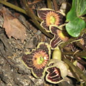 Asarum speciosum 'Woodlanders Select' (Alabama Wild Ginger}