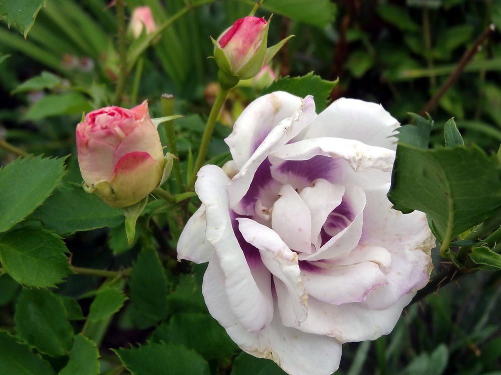 Photo of Rose (Rosa 'Eyes for You') uploaded by Orsola