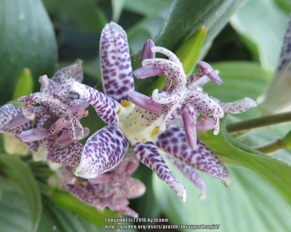 Photo of Toad Lily (Tricyrtis hirta 'Blue Wonder') uploaded by foraygardengirl