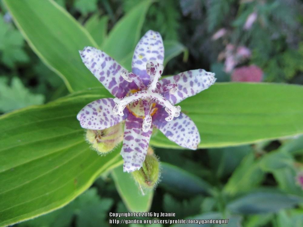 Photo of Hairy Toad Lily (Tricyrtis hirta 'Variegata') uploaded by foraygardengirl