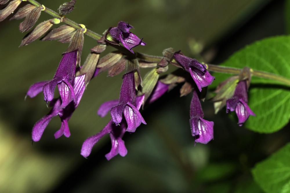 Photo of Sage (Salvia 'Purple Majesty') uploaded by luvsgrtdanes