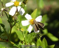 Thumb of 2016-09-30/wildflowers/90a17a
