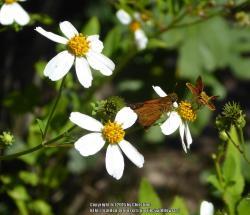 Thumb of 2016-09-30/wildflowers/afec7a