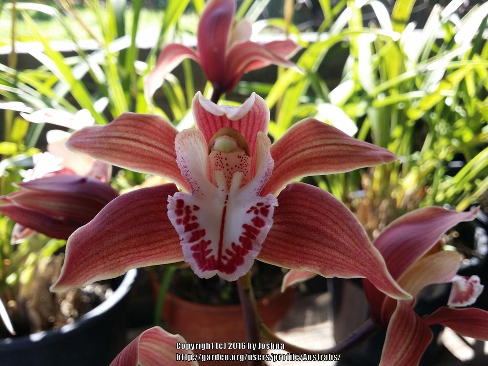 Photo of Orchid (Cymbidium Ceres) uploaded by Australis