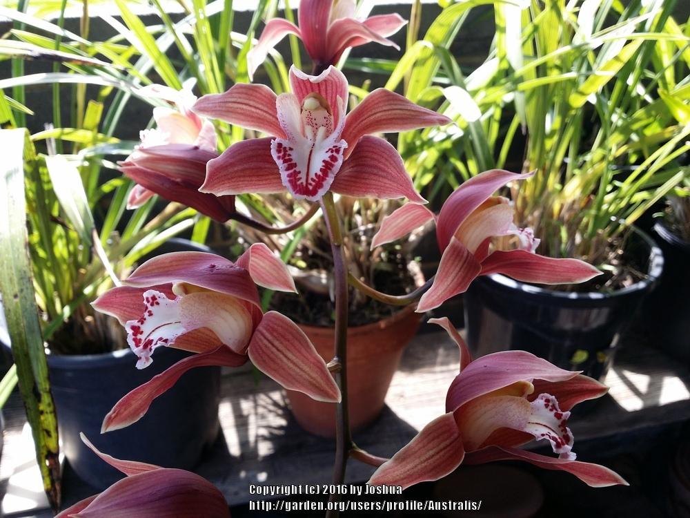 Photo of Orchid (Cymbidium Ceres) uploaded by Australis
