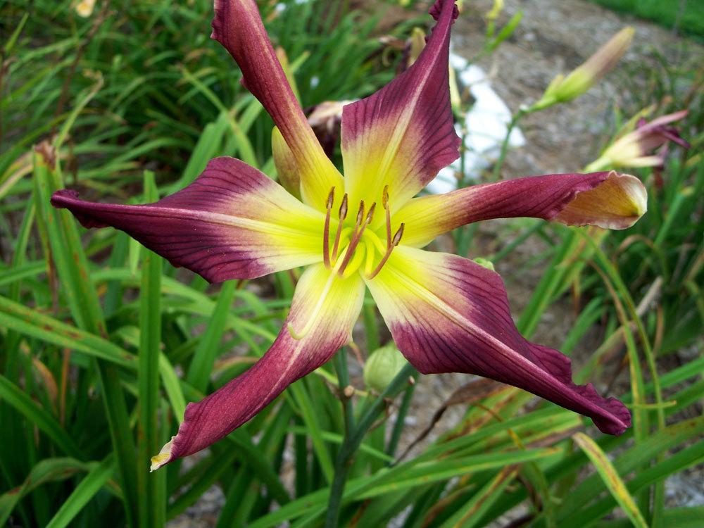 Photo of Daylily (Hemerocallis 'Shiver Me Whiskers') uploaded by Calif_Sue