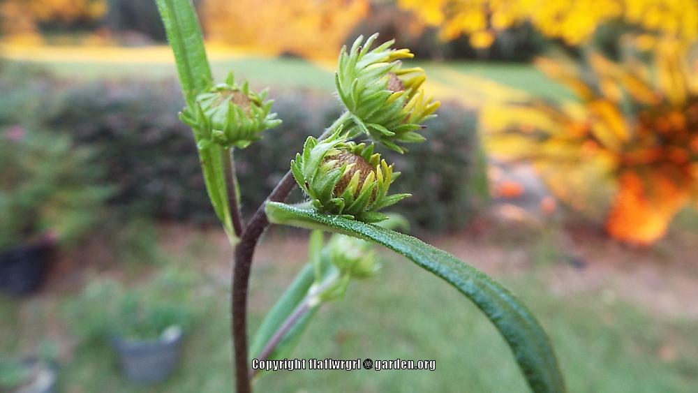 Photo of Swamp Sunflower (Helianthus angustifolius) uploaded by flaflwrgrl