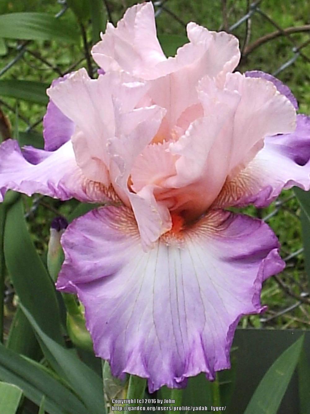 Photo of Tall Bearded Iris (Iris 'Blowing Kisses') uploaded by yadah_tyger