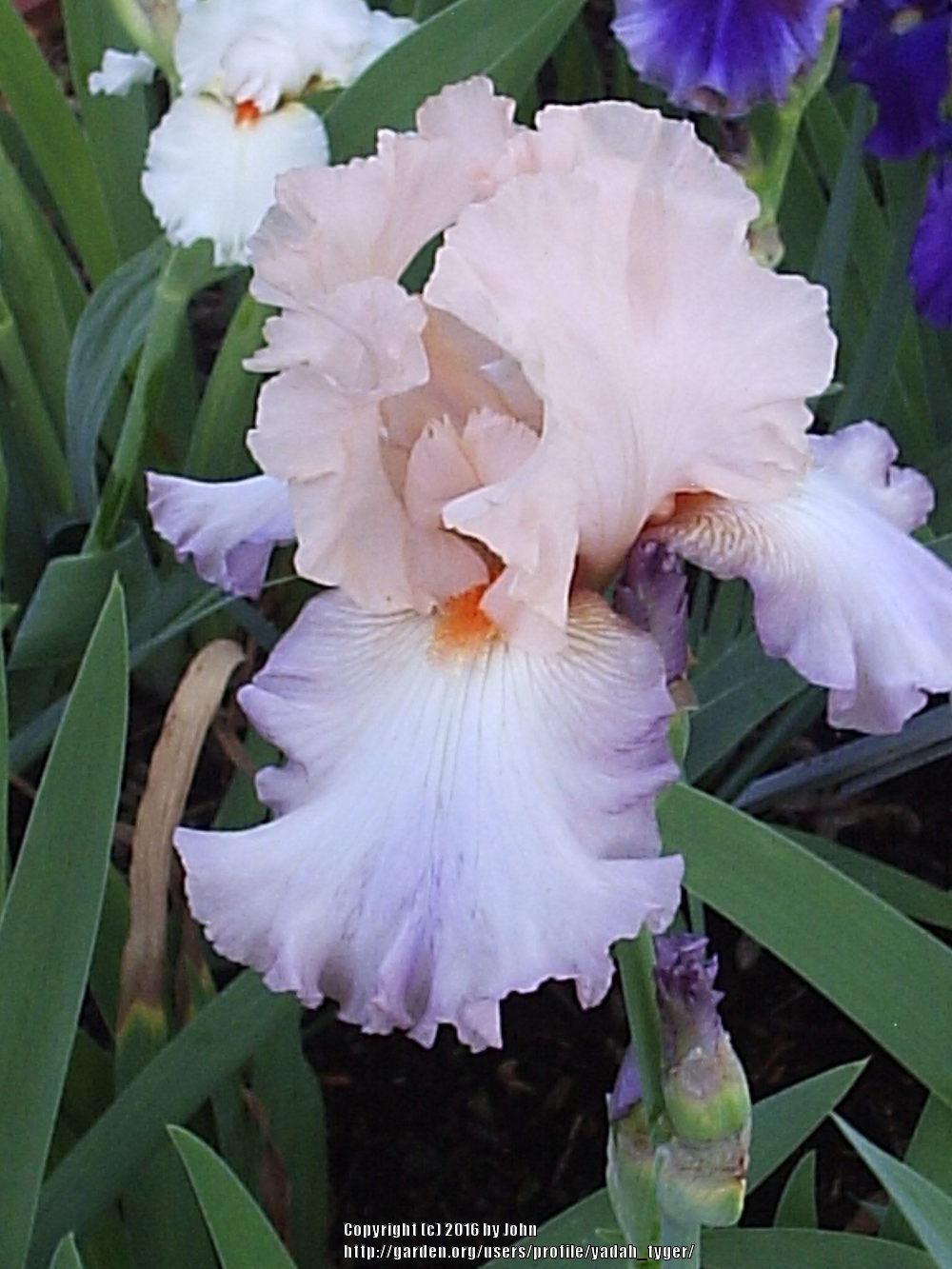 Photo of Tall Bearded Iris (Iris 'Celebration Song') uploaded by yadah_tyger