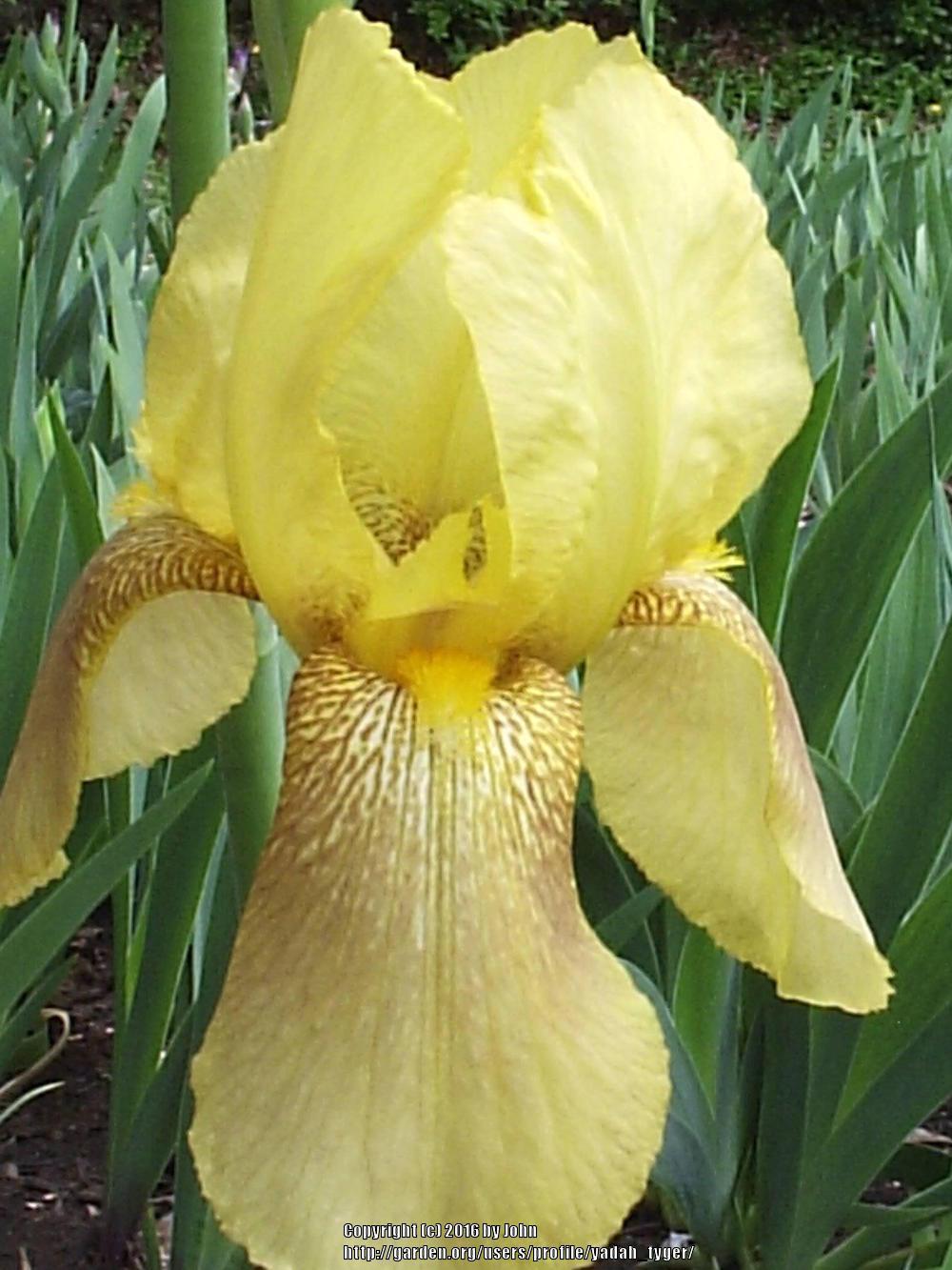 Photo of Tall Bearded Iris (Iris 'Alta California') uploaded by yadah_tyger