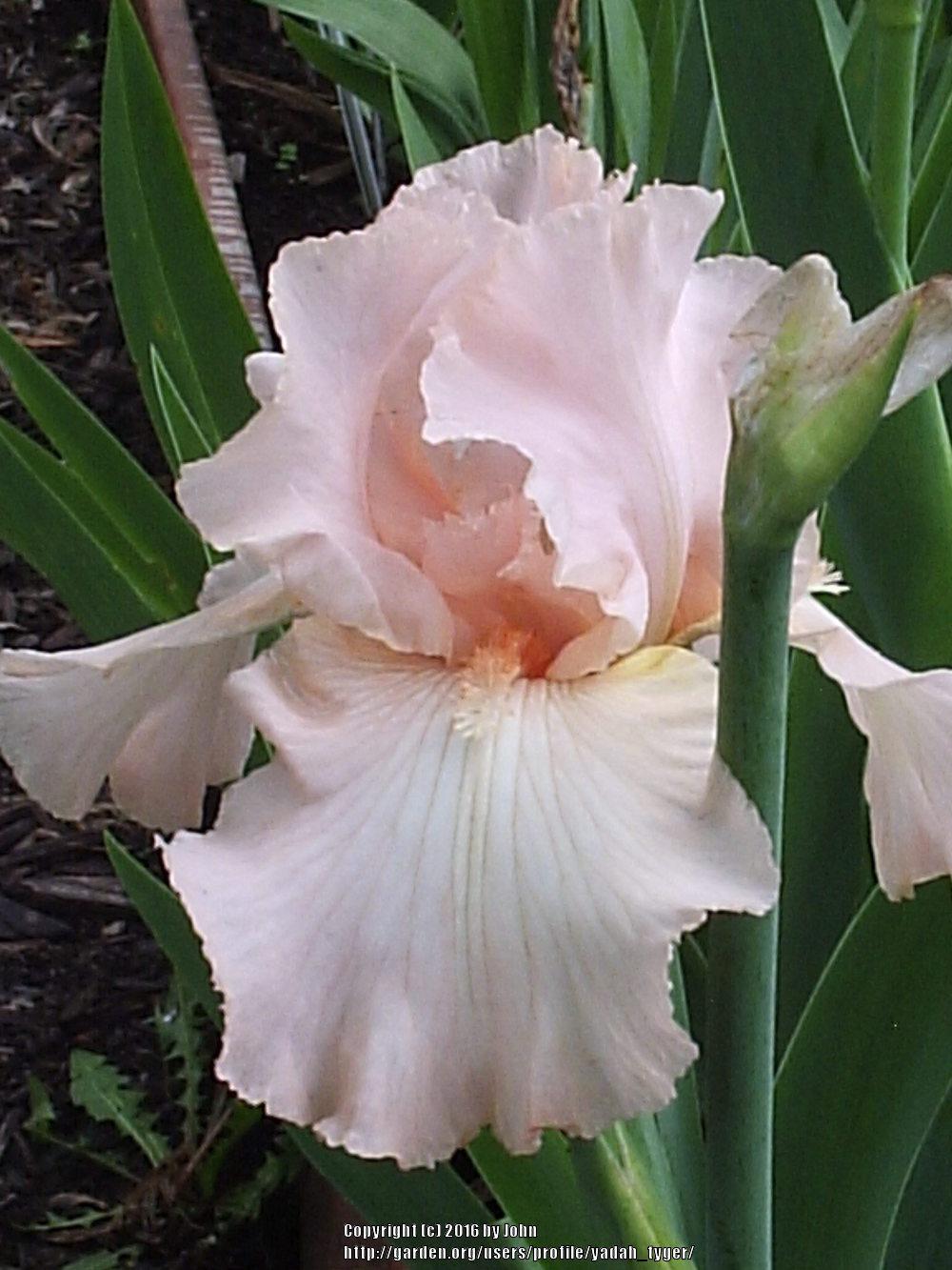 Photo of Tall Bearded Iris (Iris 'Beverly Sills') uploaded by yadah_tyger