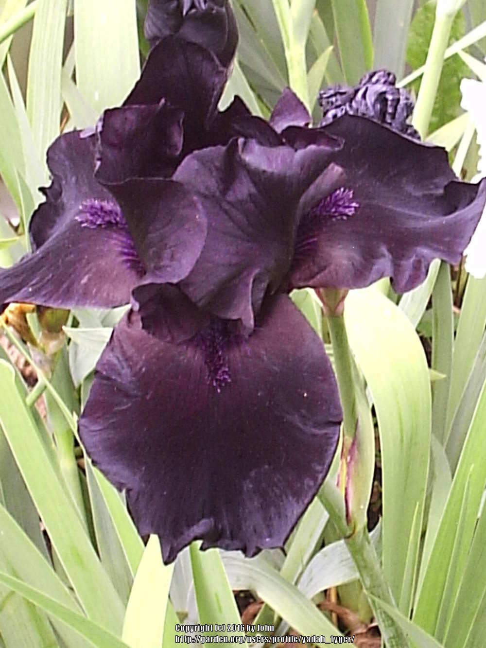Photo of Tall Bearded Iris (Iris 'Before the Storm') uploaded by yadah_tyger