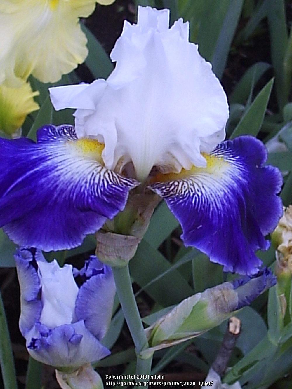 Photo of Tall Bearded Iris (Iris 'Century Bound') uploaded by yadah_tyger
