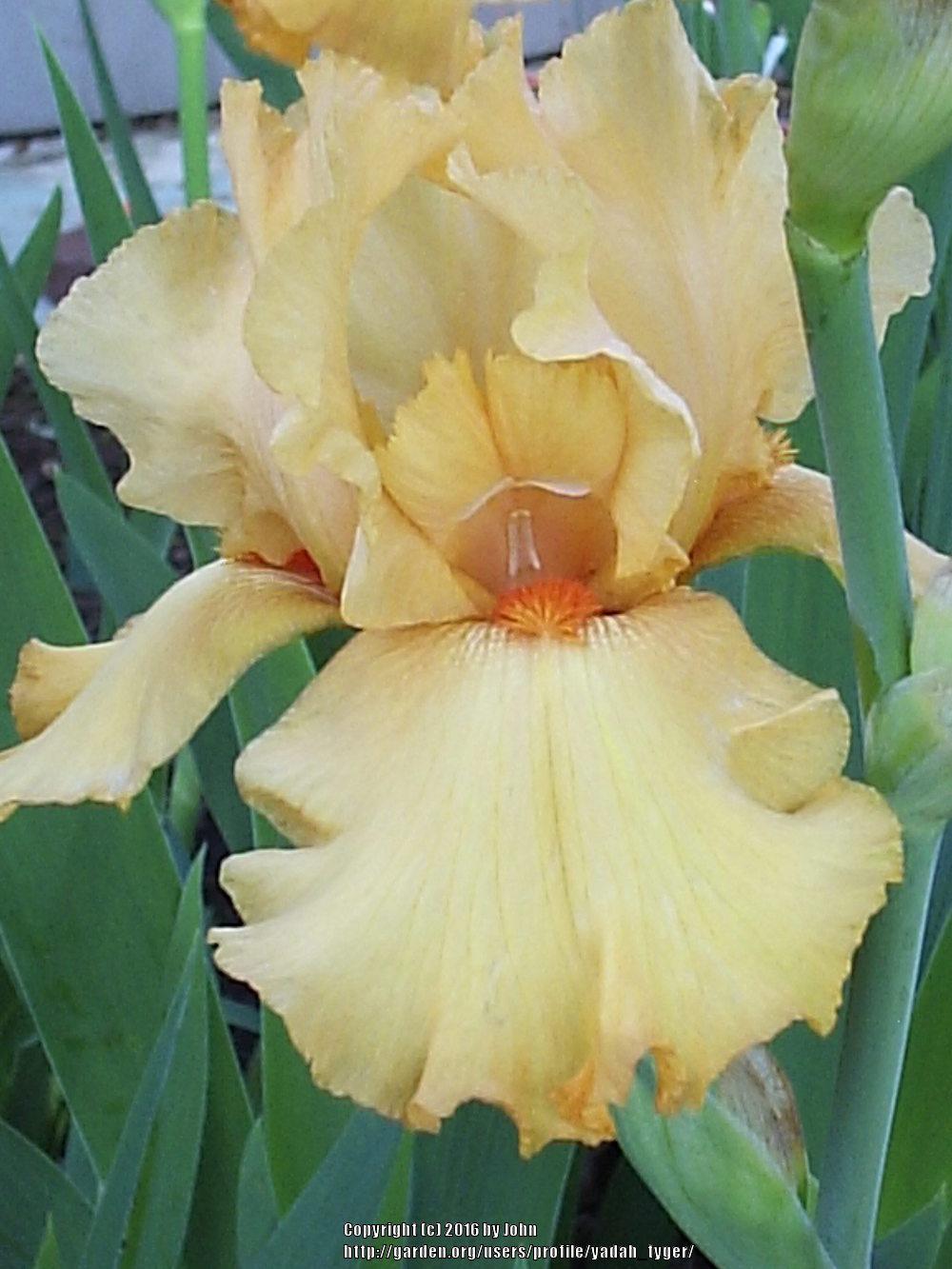 Photo of Tall Bearded Iris (Iris 'Avalon Sunset') uploaded by yadah_tyger