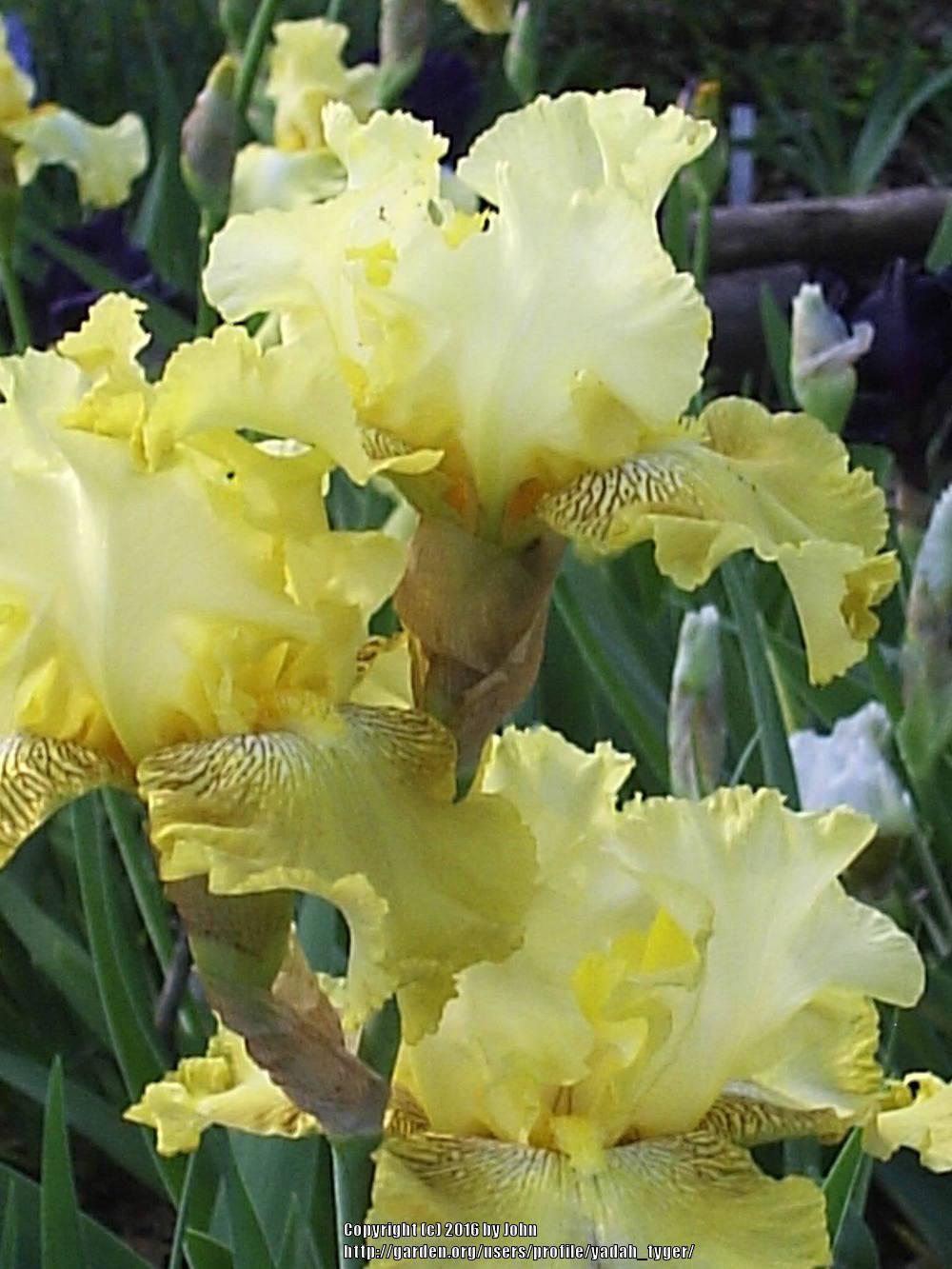 Photo of Tall Bearded Iris (Iris 'Buckwheat') uploaded by yadah_tyger