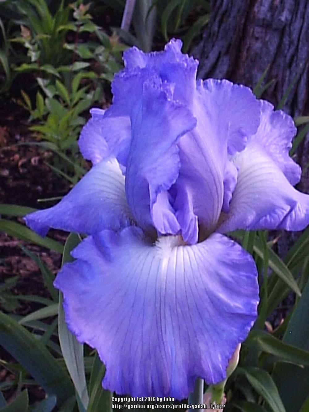 Photo of Tall Bearded Iris (Iris 'Cloud Ballet') uploaded by yadah_tyger