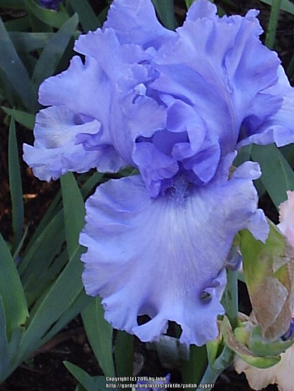 Photo of Tall Bearded Iris (Iris 'Blue Hour') uploaded by yadah_tyger