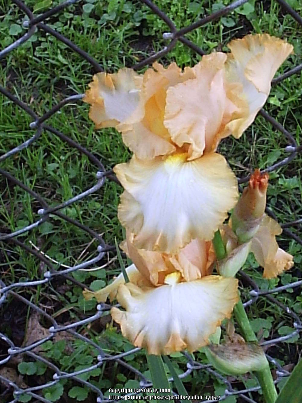 Photo of Tall Bearded Iris (Iris 'Barbara My Love') uploaded by yadah_tyger