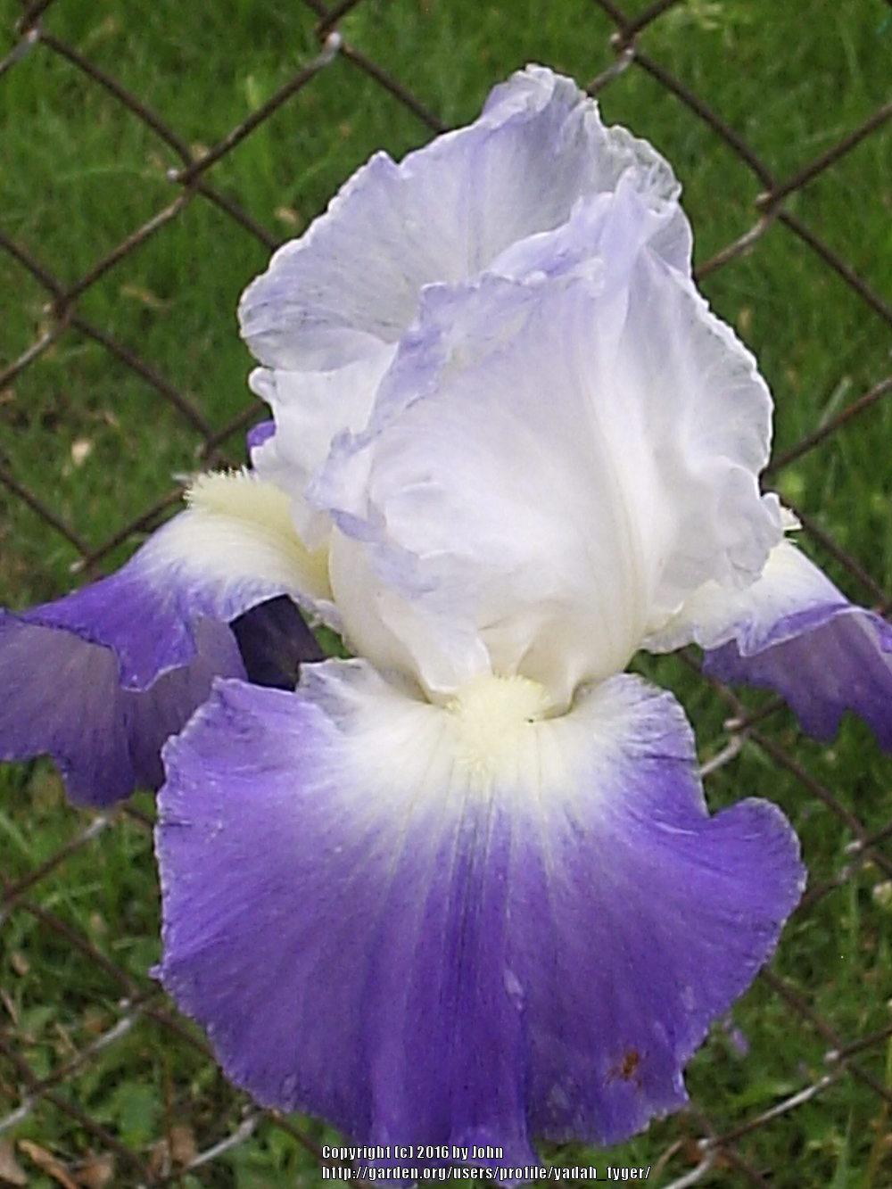 Photo of Tall Bearded Iris (Iris 'Clarence') uploaded by yadah_tyger