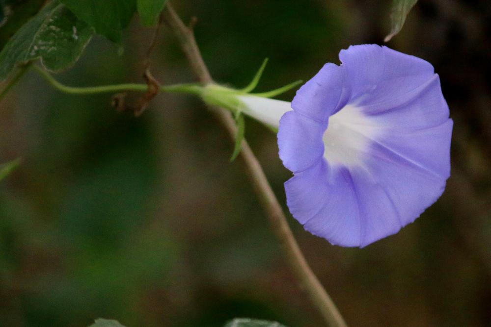 Photo of Lindheimer's Morning Glory (Ipomoea lindheimeri) uploaded by GrammaChar