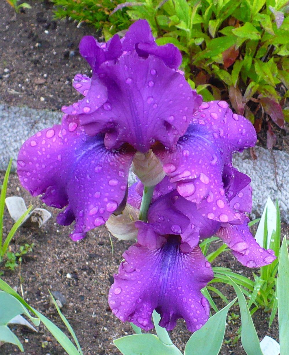 Photo of Tall Bearded Iris (Iris 'Sultry Mood') uploaded by HemNorth