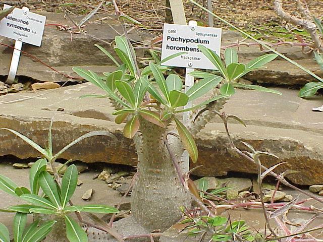 Photo of Pachypodium (Pachypodium horombense) uploaded by robertduval14