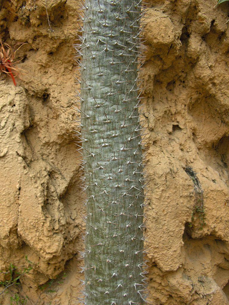 Photo of Madagascar Palm (Pachypodium geayi) uploaded by robertduval14