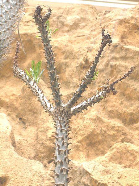 Photo of Pachypodium (Pachypodium rutenbergianum) uploaded by robertduval14