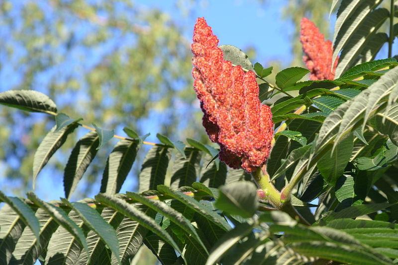 Photo of Staghorn Sumac (Rhus typhina) uploaded by robertduval14