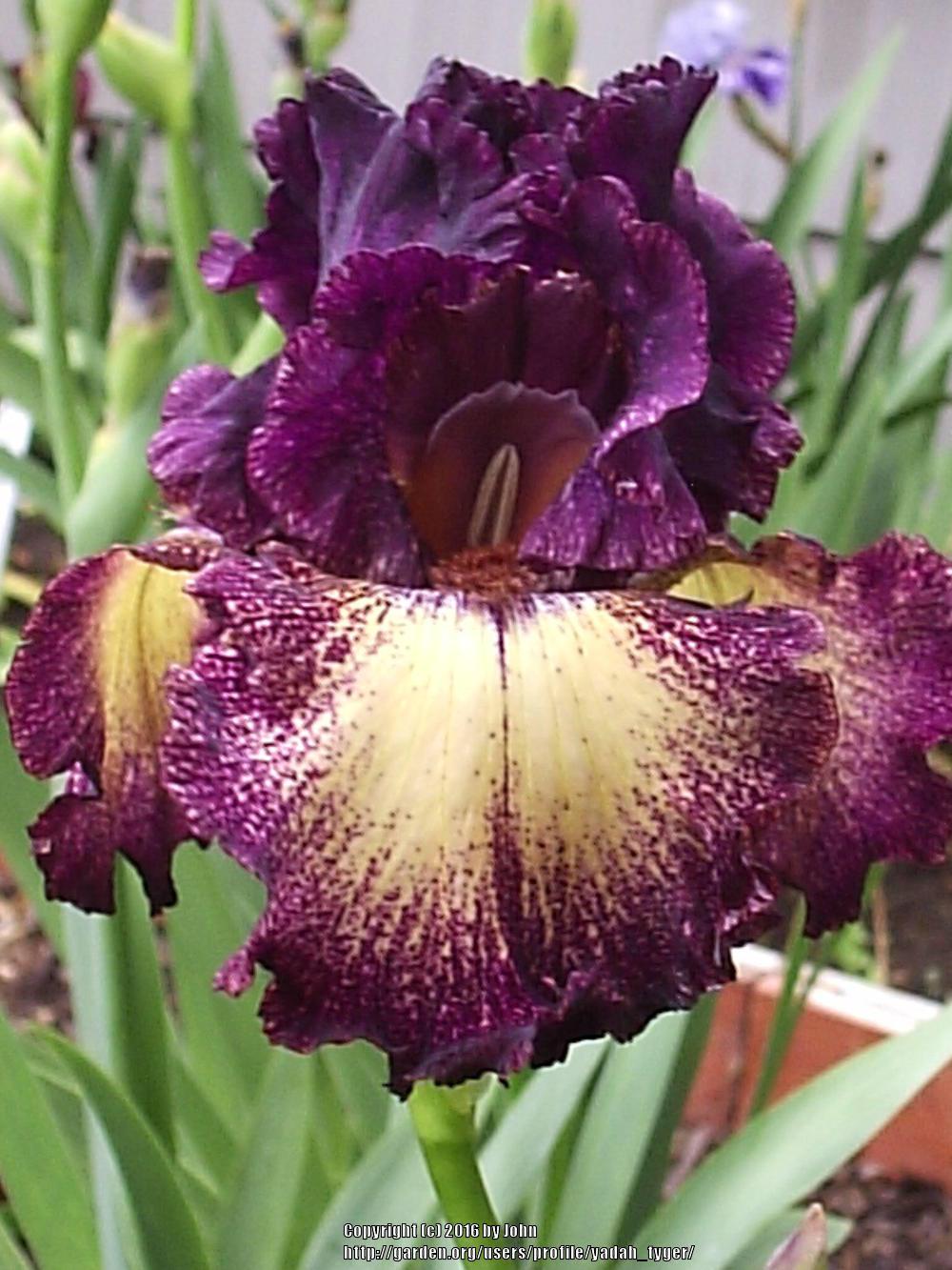 Photo of Tall Bearded Iris (Iris 'Epicenter') uploaded by yadah_tyger