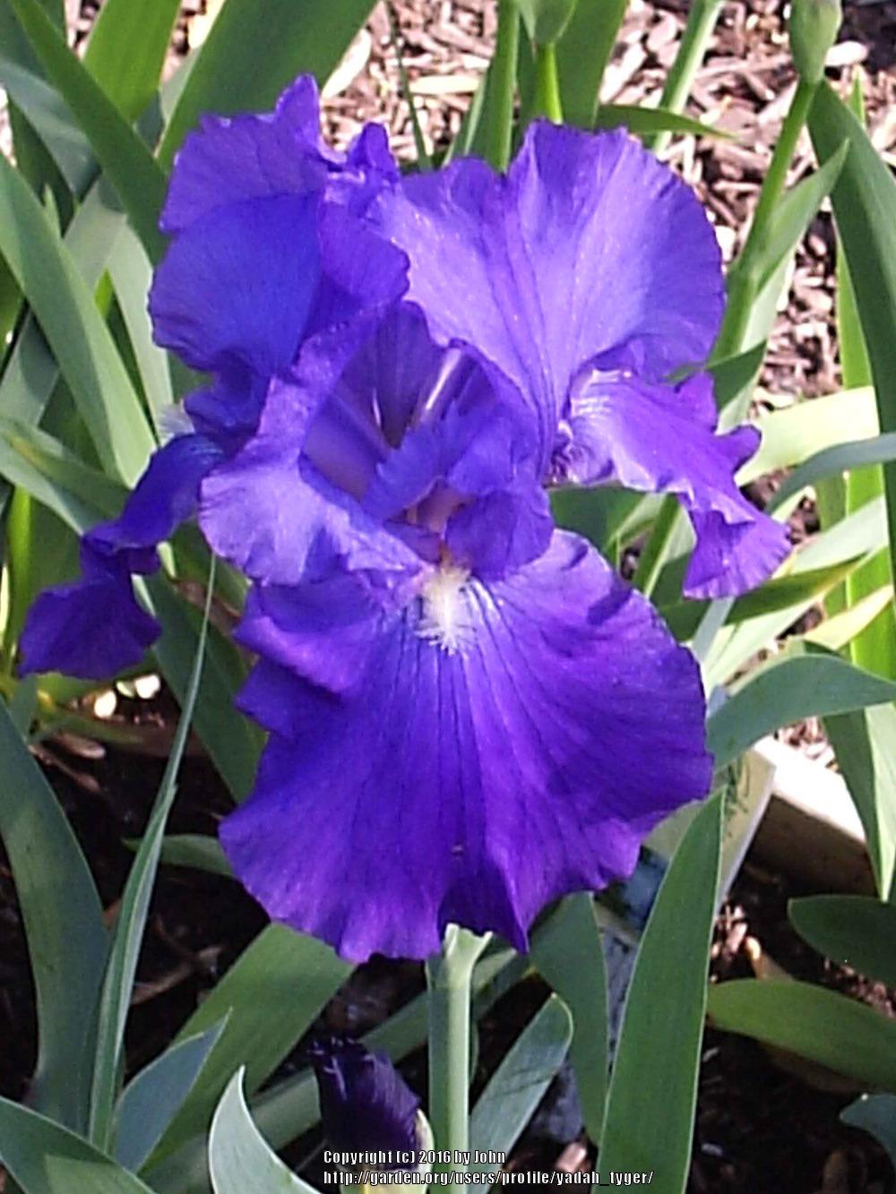 Photo of Tall Bearded Iris (Iris 'Feed Back') uploaded by yadah_tyger