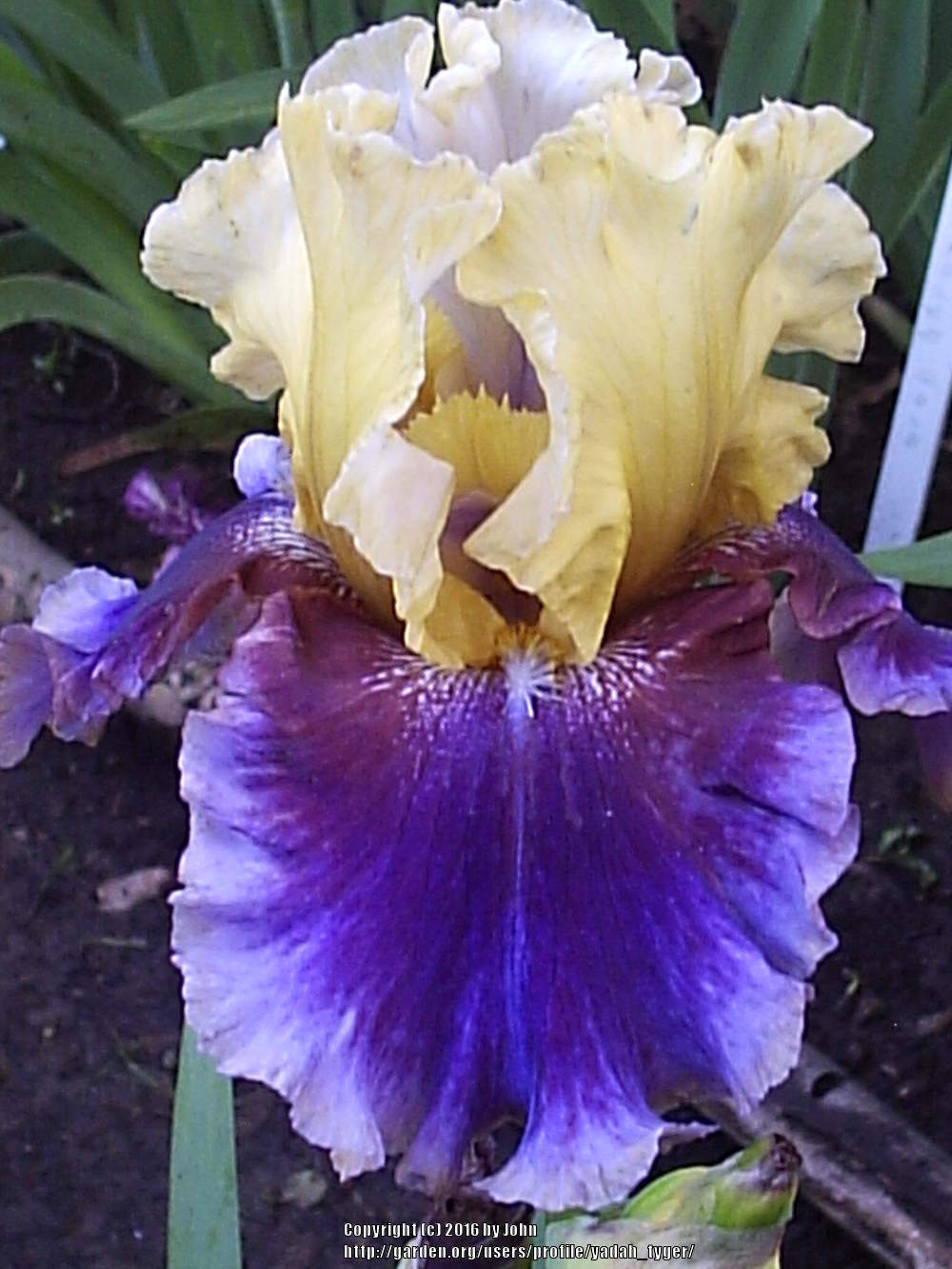 Photo of Tall Bearded Iris (Iris 'Final Episode') uploaded by yadah_tyger
