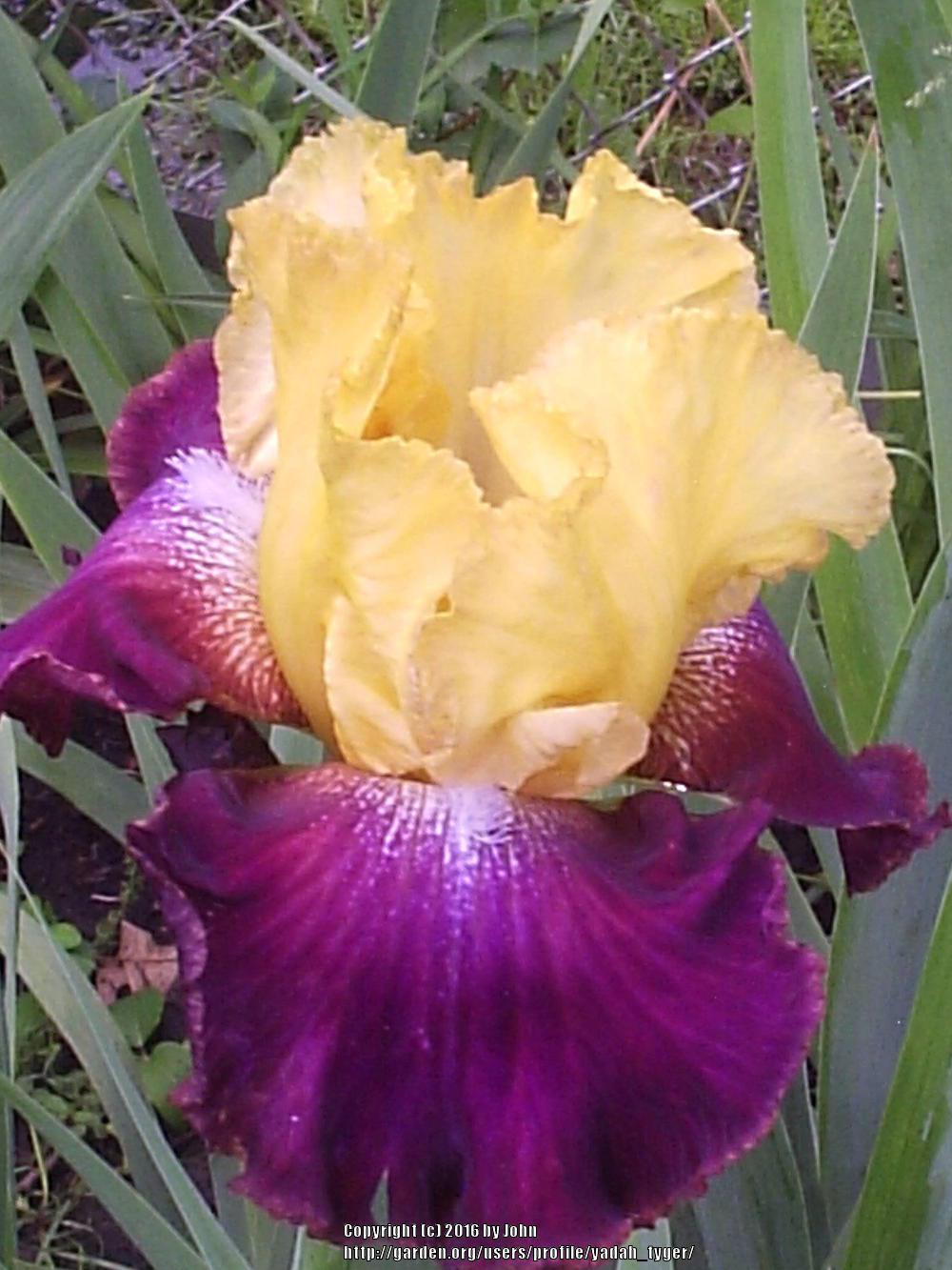 Photo of Tall Bearded Iris (Iris 'Darcy's Choice') uploaded by yadah_tyger
