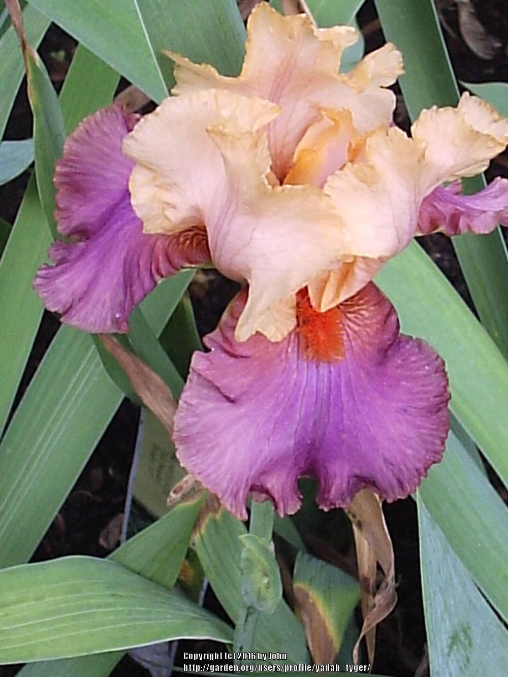 Photo of Tall Bearded Iris (Iris 'Frimousse') uploaded by yadah_tyger