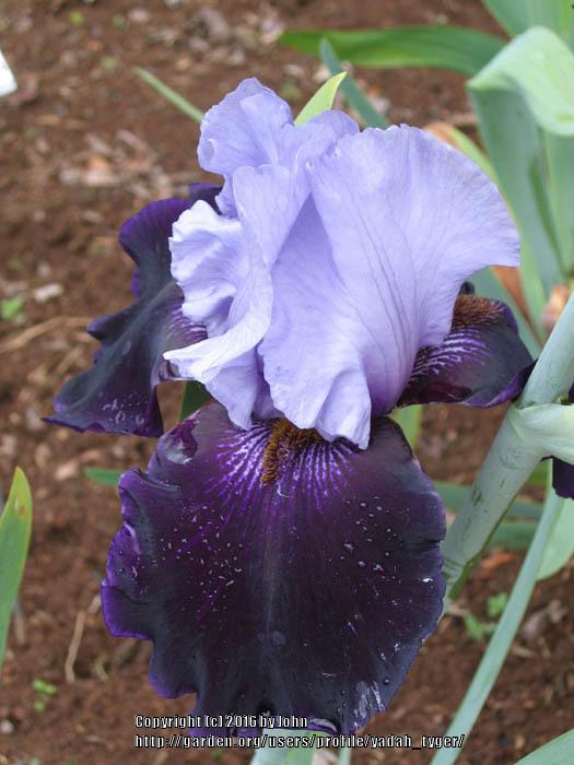 Photo of Tall Bearded Iris (Iris 'Dangerous Mood') uploaded by yadah_tyger