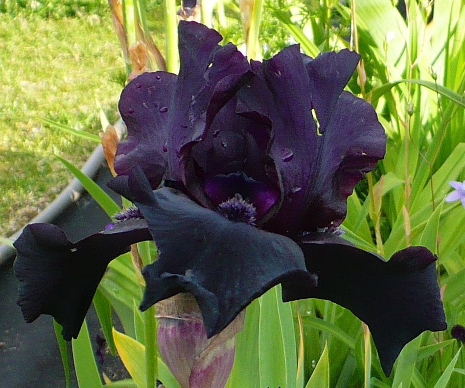 Photo of Tall Bearded Iris (Iris 'Before the Storm') uploaded by HemNorth