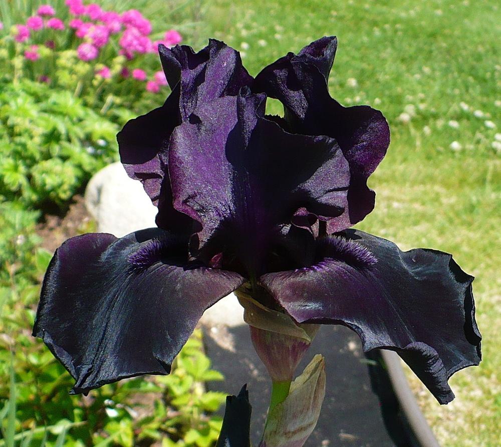 Photo of Tall Bearded Iris (Iris 'Before the Storm') uploaded by HemNorth