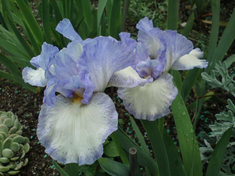 Photo of Intermediate Bearded Iris (Iris 'Frothingslosh') uploaded by LynDC