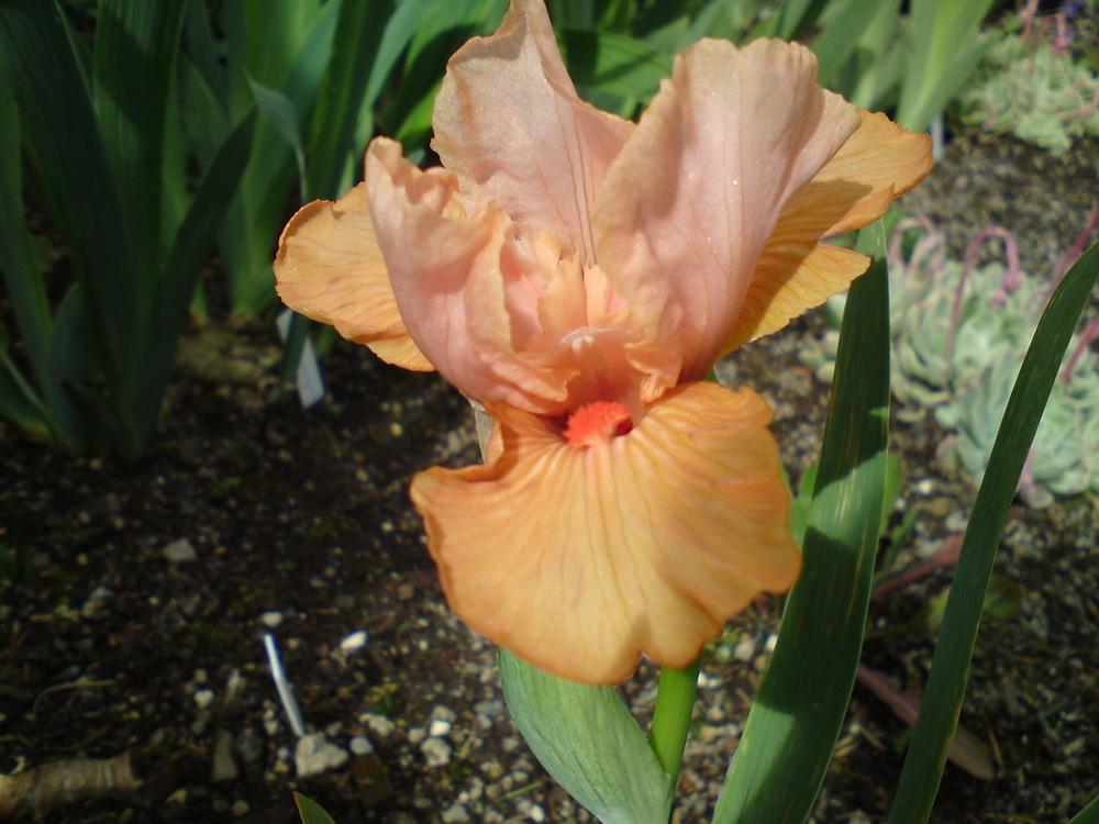 Photo of Intermediate Bearded Iris (Iris 'Furioso') uploaded by LynDC