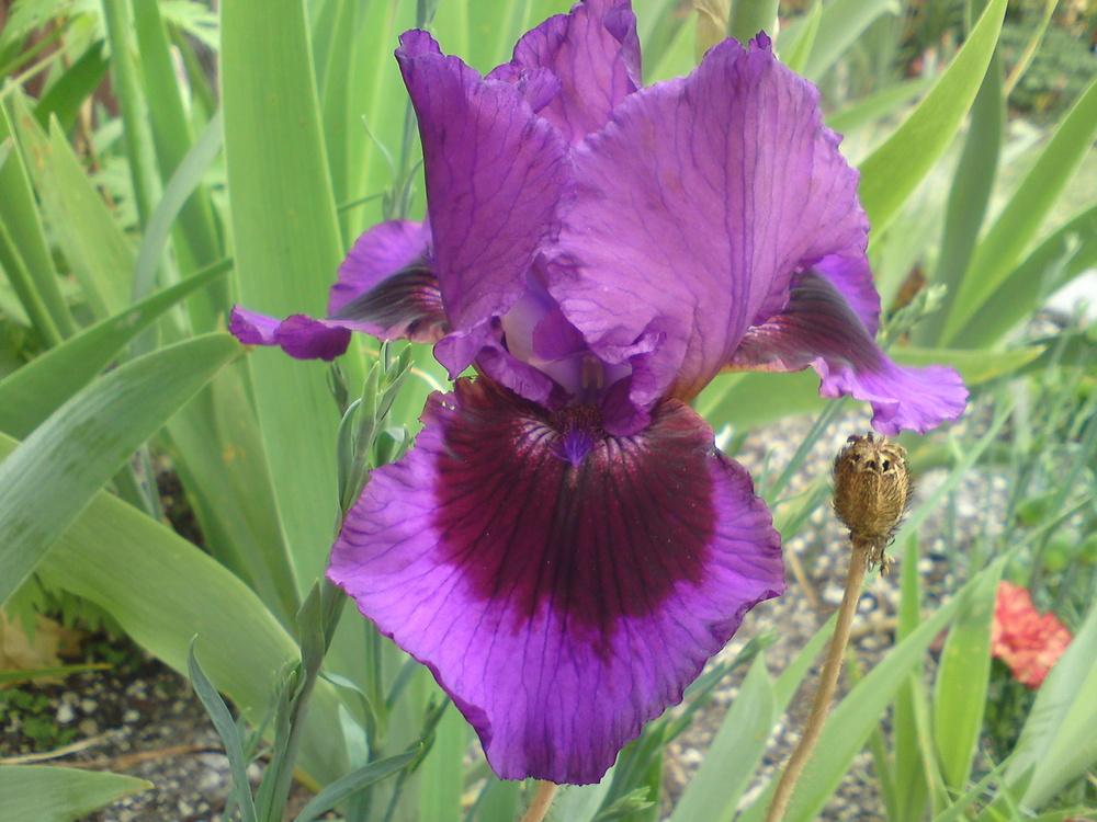 Photo of Border Bearded Iris (Iris 'Ingenious') uploaded by LynDC