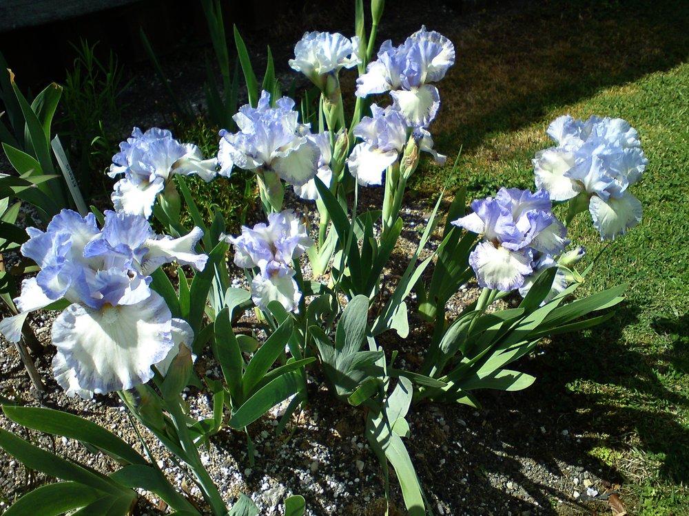 Photo of Intermediate Bearded Iris (Iris 'Frothingslosh') uploaded by LynDC
